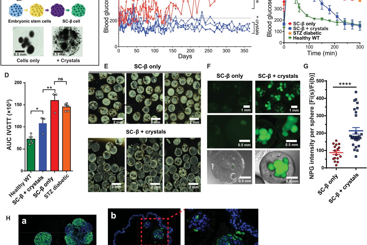 The new ‘crystalline shield’ that could end the need for daily insulin.