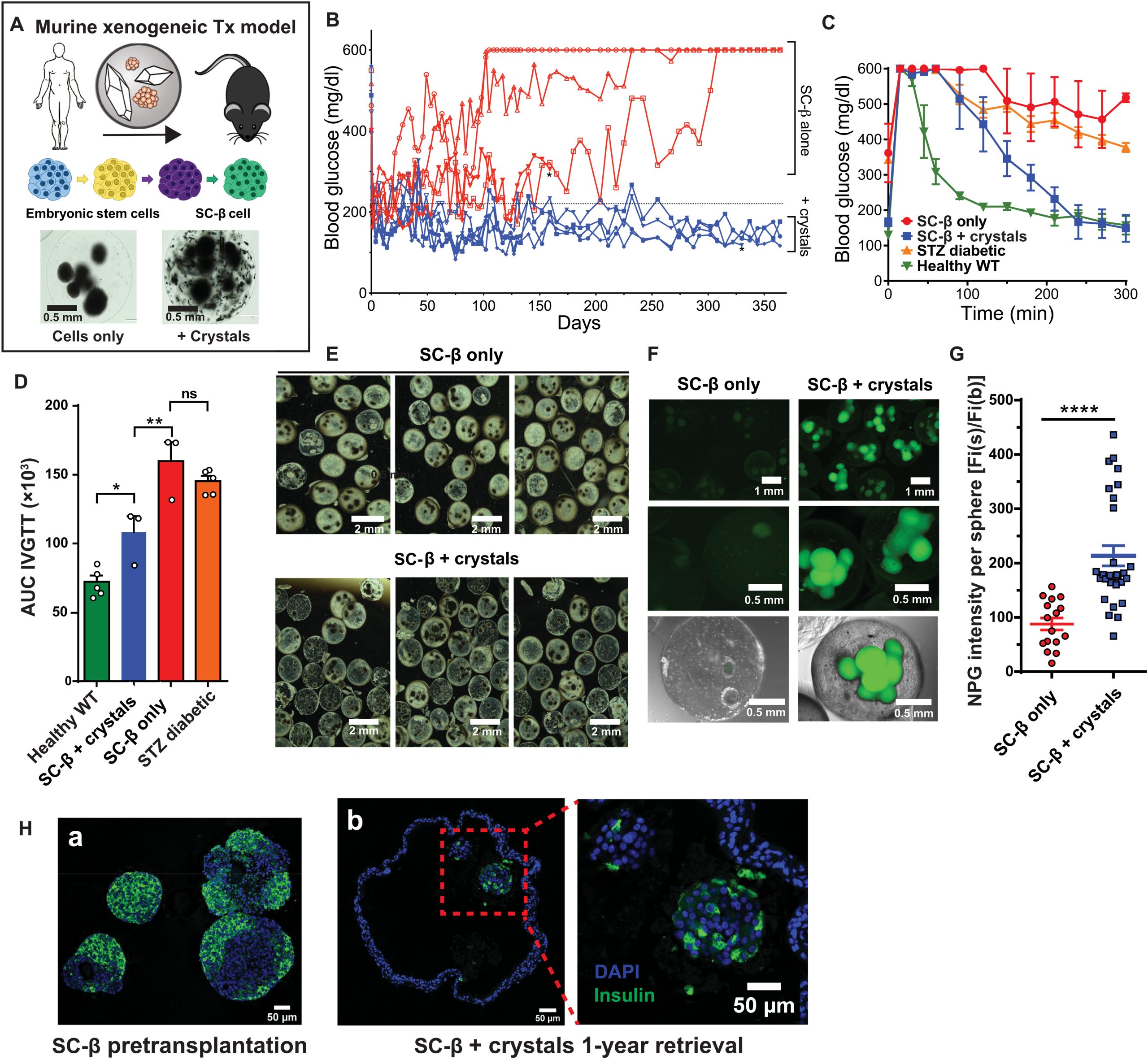 The new ‘crystalline shield’ that could end the need for daily insulin.